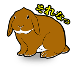 Holland lop Sticker. sticker #13308702