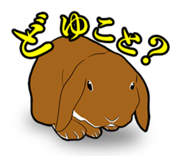Holland lop Sticker. sticker #13308709