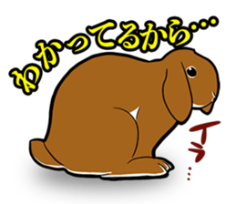 Holland lop Sticker. sticker #13308712