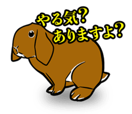 Holland lop Sticker. sticker #13308717