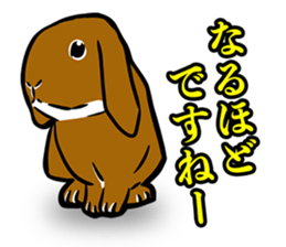 Holland lop Sticker. sticker #13308725