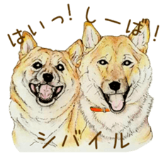 Favorite parts of SHIBAINU9 sticker #13310490