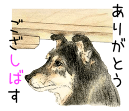 Favorite parts of SHIBAINU9 sticker #13310499