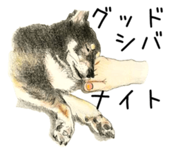 Favorite parts of SHIBAINU9 sticker #13310501