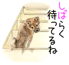 Favorite parts of SHIBAINU9 sticker #13310505