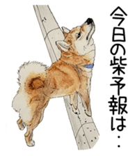 Favorite parts of SHIBAINU9 sticker #13310506