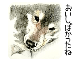 Favorite parts of SHIBAINU9 sticker #13310509