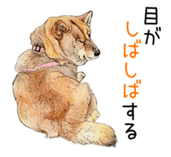 Favorite parts of SHIBAINU9 sticker #13310512