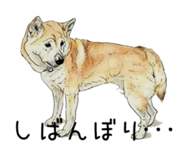 Favorite parts of SHIBAINU9 sticker #13310515
