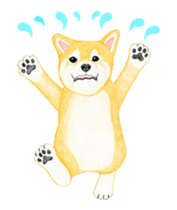 Shiba inu motion sticker. sticker #13328102