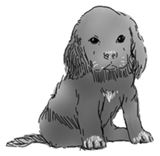 iPaint Black cocker sticker #13329434