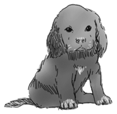 iPaint Black cocker sticker #13329434