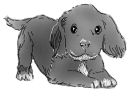 iPaint Black cocker sticker #13329435