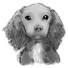 iPaint Black cocker sticker #13329437