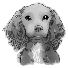 iPaint Black cocker sticker #13329437