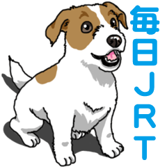 Daily JRT( Jack Russell terrier)