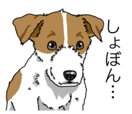 Daily JRT( Jack Russell terrier) sticker #13330661