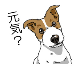Daily JRT( Jack Russell terrier) sticker #13330675