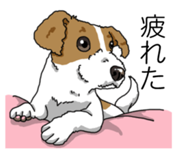 Daily JRT( Jack Russell terrier) sticker #13330683
