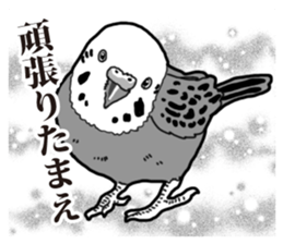 Comic style budgerigars sticker #13333079