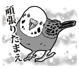 Comic style budgerigars sticker #13333079