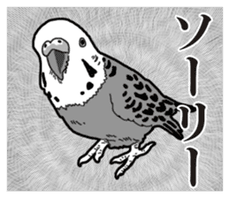 Comic style budgerigars sticker #13333084
