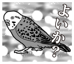 Comic style budgerigars sticker #13333086