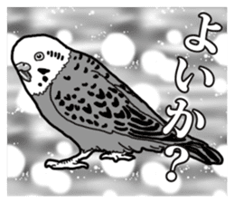 Comic style budgerigars sticker #13333086