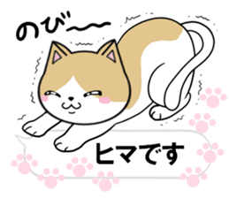 fcf cat part21 sticker #13364935