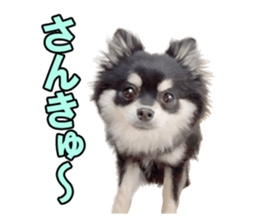 Dog lovely scent2 sticker #13366314