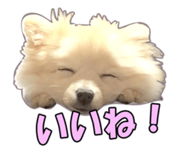 Dog lovely scent2 sticker #13366317