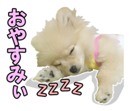 Dog lovely scent2 sticker #13366319