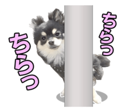 Dog lovely scent2 sticker #13366321