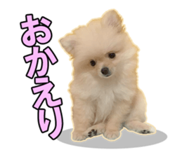 Dog lovely scent2 sticker #13366329