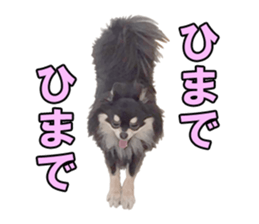 Dog lovely scent2 sticker #13366334