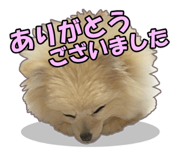 Dog lovely scent2 sticker #13366339