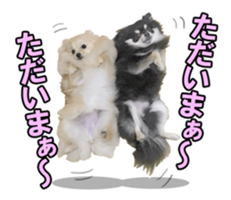 Dog lovely scent2 sticker #13366340