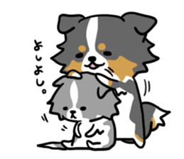 BORDER COLLIE & Friends sticker #13369544