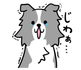 BORDER COLLIE & Friends sticker #13369563
