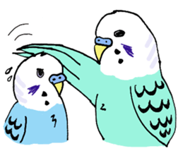 Q & P the budgies sticker #13374128