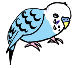Q & P the budgies sticker #13374129