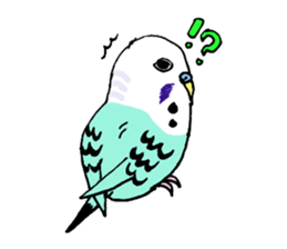 Q & P the budgies sticker #13374137