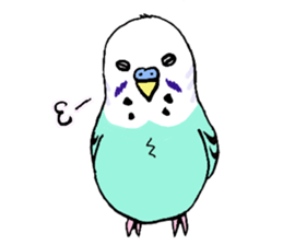 Q & P the budgies sticker #13374144
