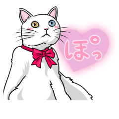 White cat of tsundere