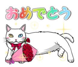White cat of tsundere sticker #13384391