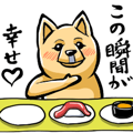 Animation Pomeranian of MAME_Shiba style