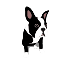 Cute & Chic Boston Terrier Dog sticker #13393903