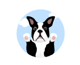 Cute & Chic Boston Terrier Dog sticker #13393905