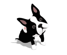 Cute & Chic Boston Terrier Dog sticker #13393908