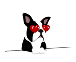 Cute & Chic Boston Terrier Dog sticker #13393909